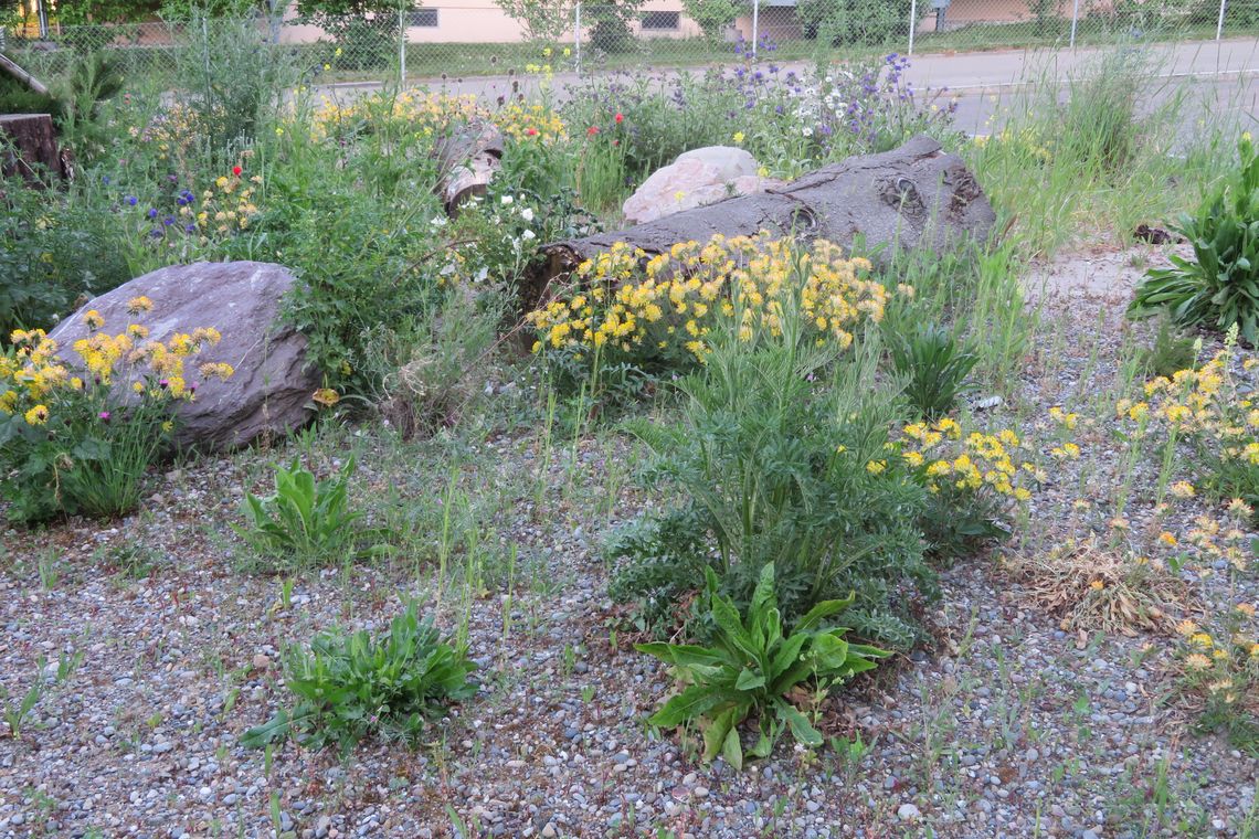 Entsiegelte und begrünte Fläche