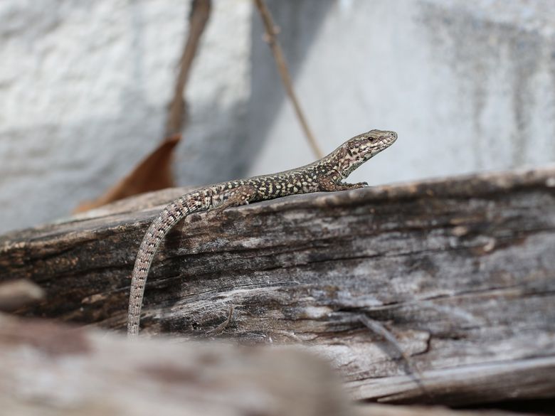 Reptilien Grundkurs Reptilien Grundkurs