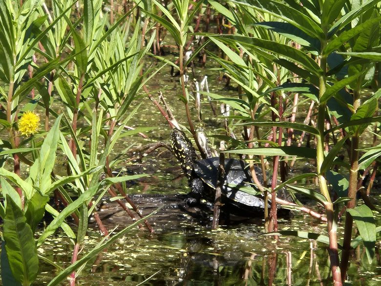 Tier um vier im Naturama-Garten: Sumpfschildkröte Tier um vier im Naturama-Garten: Sumpfschildkröte