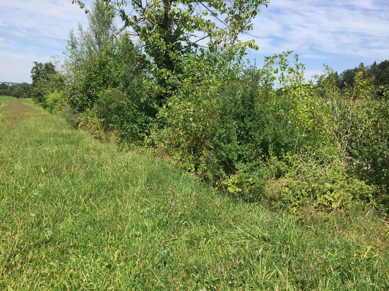 Hecken, Ufergehölz und Hochstauden richtig pflegen Hecken, Ufergehölz und Hochstauden richtig pflegen