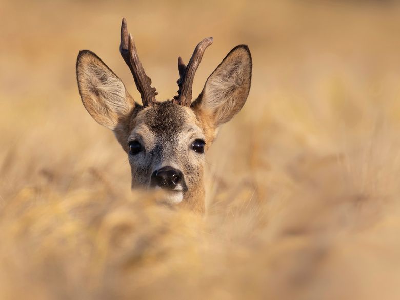 Supersinn: Hören bei Mensch und Tier Supersinn: Hören bei Mensch und Tier