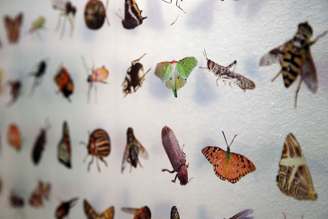 Makroaufnahme von verschiedenen Insekten auf einer Schautafel