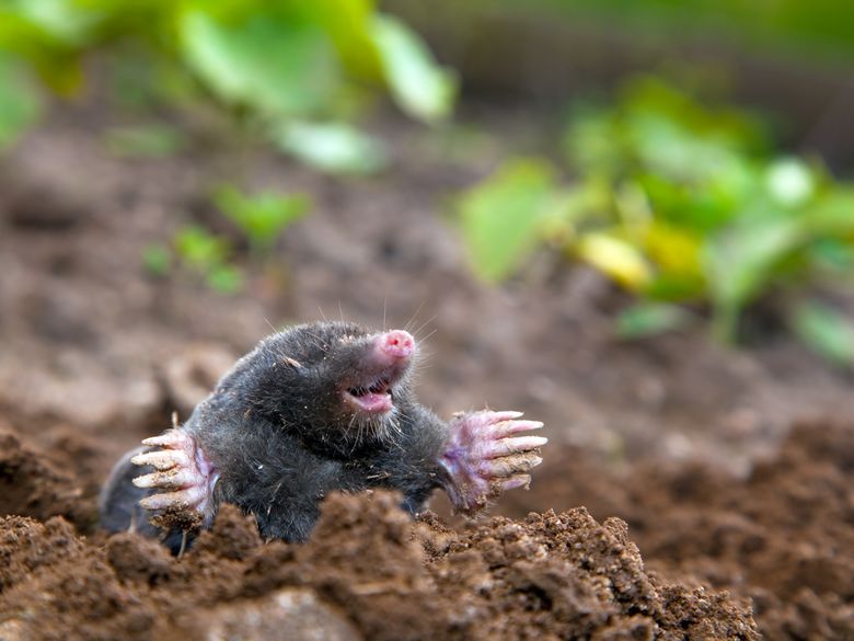 Supersinn: Tasten bei Mensch und Tier Supersinn: Tasten bei Mensch und Tier