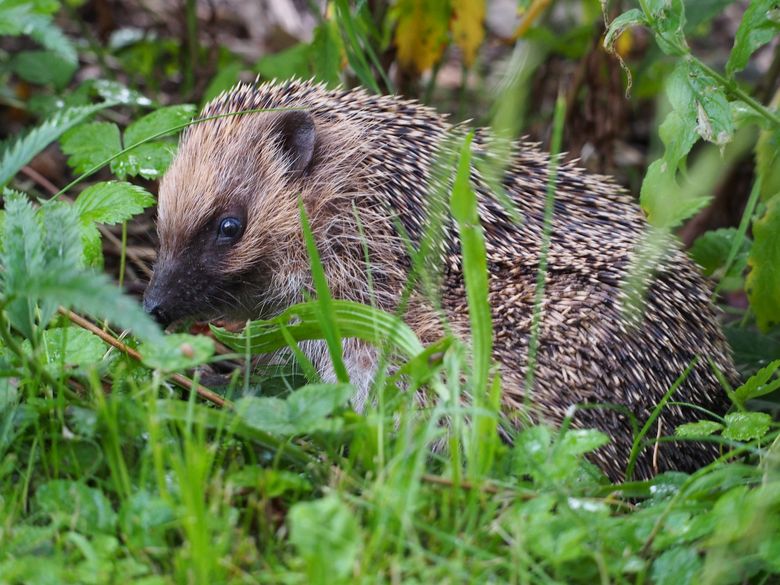 Tier um vier im Naturama-Garten: Igel Tier um vier im Naturama-Garten: Igel