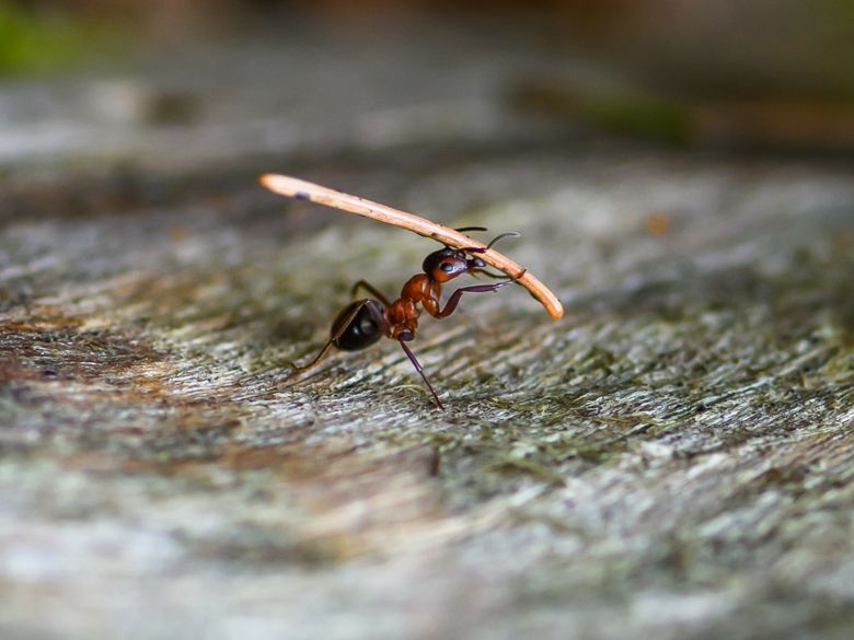 Die Gesundheitspolizei des Waldes Die Gesundheitspolizei des Waldes
