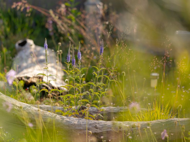 Wechselflor ade: Naturnahe, repräsentative Flächen im Fokus Wechselflor ade: Naturnahe, repräsentative Flächen im Fokus
