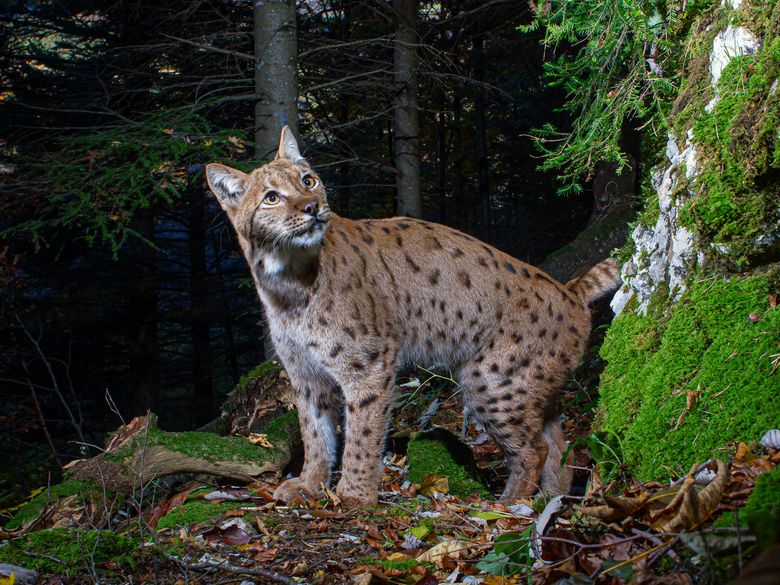 Auf den Spuren der Jurakatzen mit Naturfotograf Daniel Zuppinger Auf den Spuren der Jurakatzen mit Naturfotograf Daniel Zuppinger