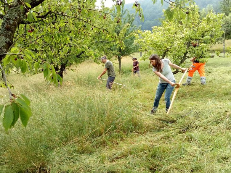 Mähen mit der Sense: Material, Technik und Wartung Mähen mit der Sense: Material, Technik und Wartung
