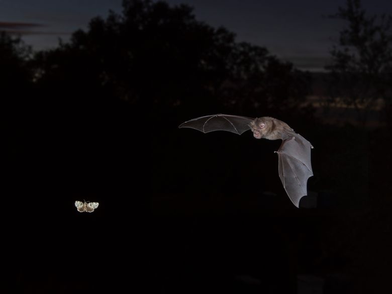 Bat Night: Fledermaus-Exkursion für Erwachsene Bat Night: Fledermaus-Exkursion für Erwachsene