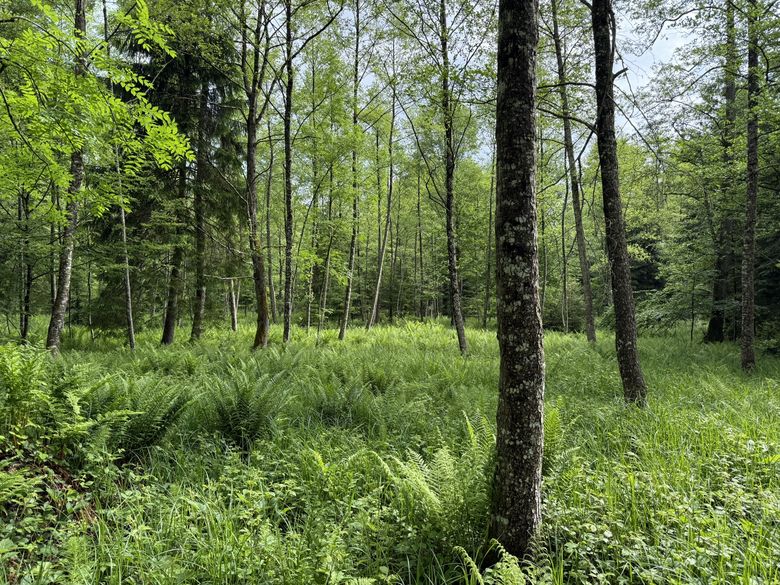 Feuchte Wälder in heissen Zeiten Feuchte Wälder in heissen Zeiten