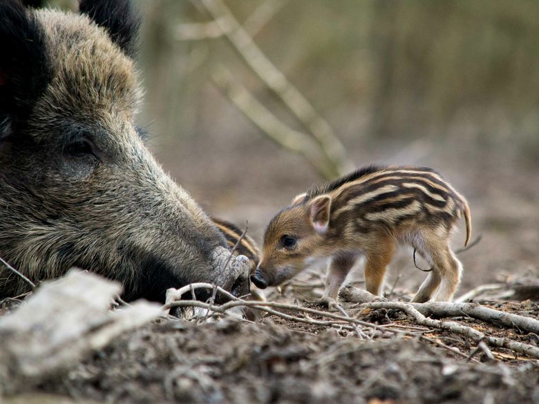 Supersinn: Riechen und Schmecken bei Mensch und Tier Supersinn: Riechen und Schmecken bei Mensch und Tier