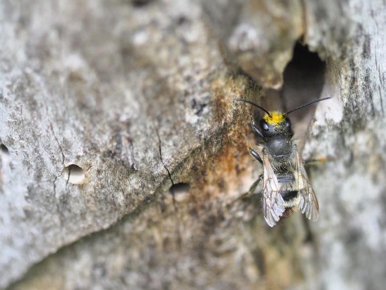 Wildbienen wirksam fördern