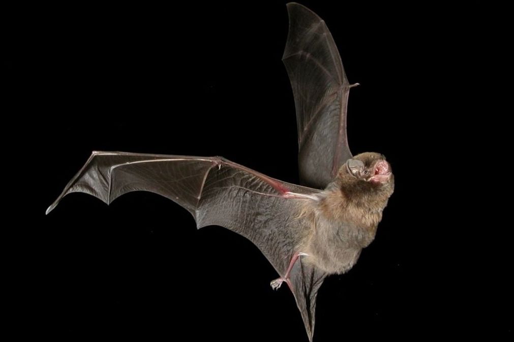 Fliegende Feldermaus vor schwarzem Hintergrund