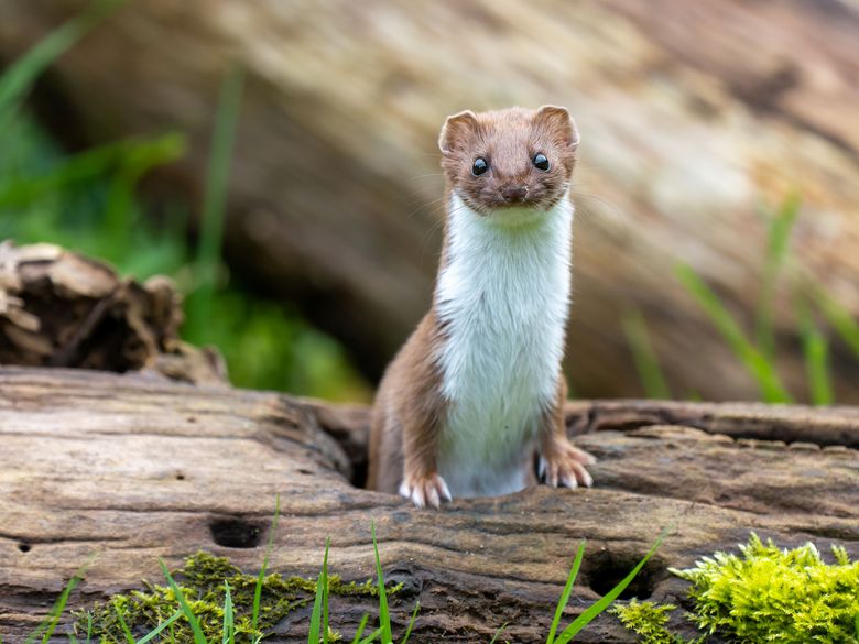 Wieselfreundliche Lebensräume schaffen