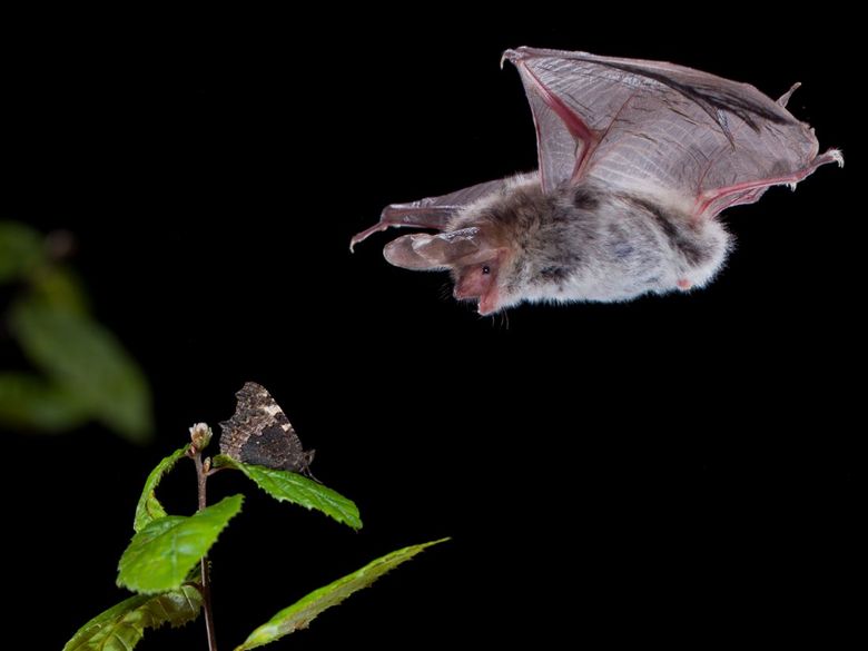 Aargauer Familientag: Fliegen wie eine Fledermaus Aargauer Familientag: Fliegen wie eine Fledermaus