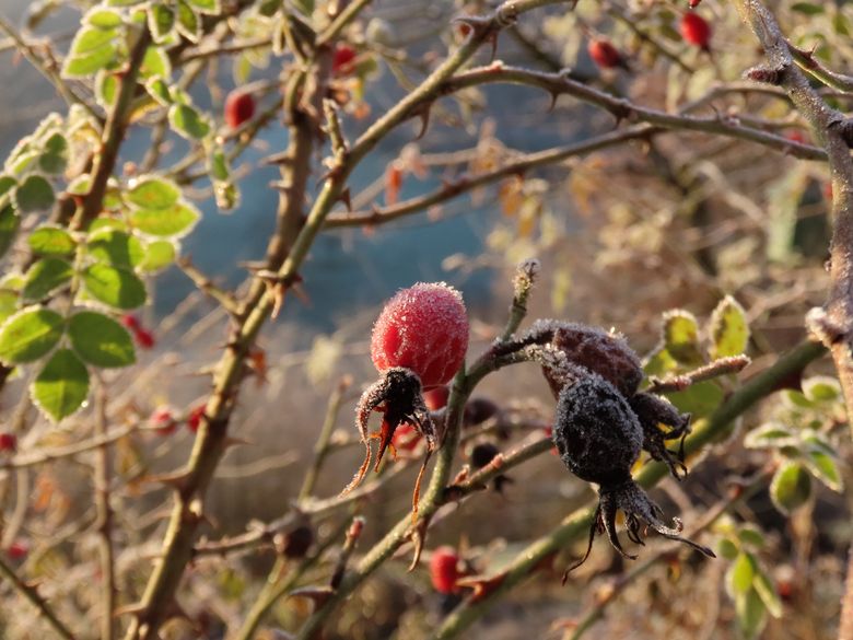 Wildhecken planen, pflanzen und pflegen Wildhecken planen, pflanzen und pflegen