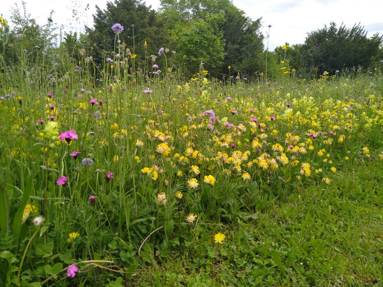 Rasen und Schotter weg – Blüten und Lebensraum her