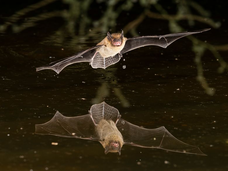 Bat Night: Fledermaus-Familienexkursion