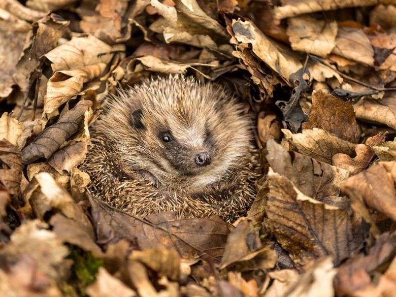 Tiere und ihre Winterstrategien: ausprobieren, spielen, staunen Tiere und ihre Winterstrategien: ausprobieren, spielen, staunen