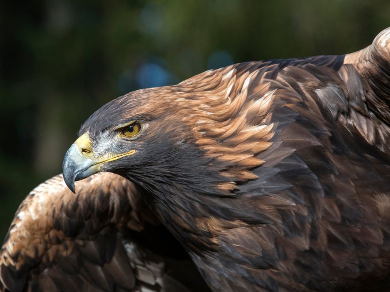 Supersinn: Sehen bei Mensch und Tier Supersinn: Sehen bei Mensch und Tier