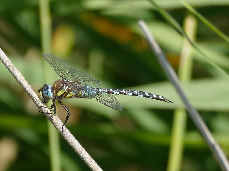 Libellen Grundkurs Libellen Grundkurs