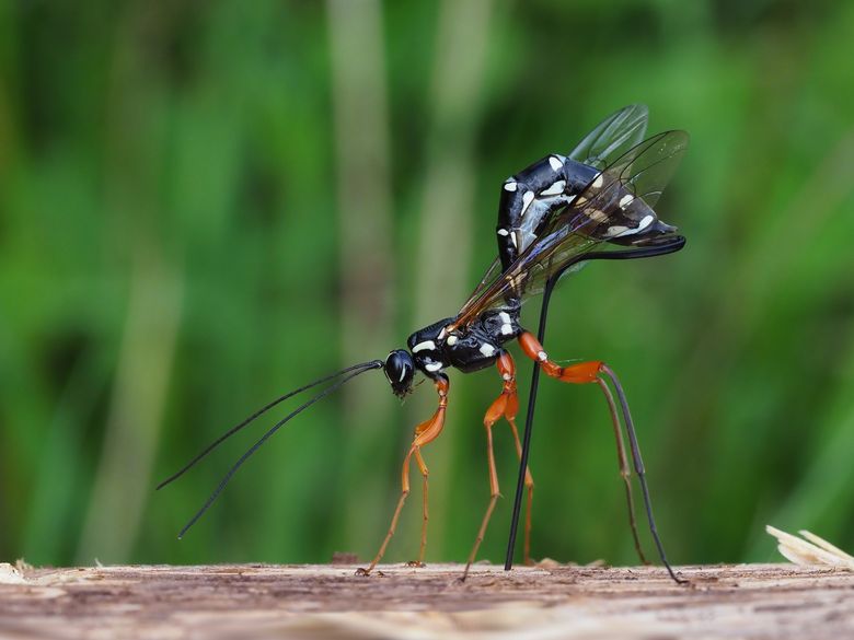 Tier um vier im Naturama-Garten: Schlupfwespen