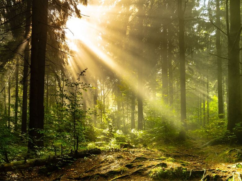 Wald tut gut Wald tut gut