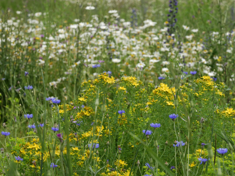 Crashkurs Pflanzen Crashkurs Pflanzen