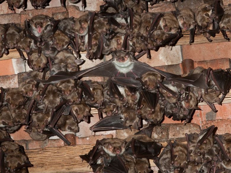 Fliegen, jagen, forschen: Fledermäuse hautnah Fliegen, jagen, forschen: Fledermäuse hautnah