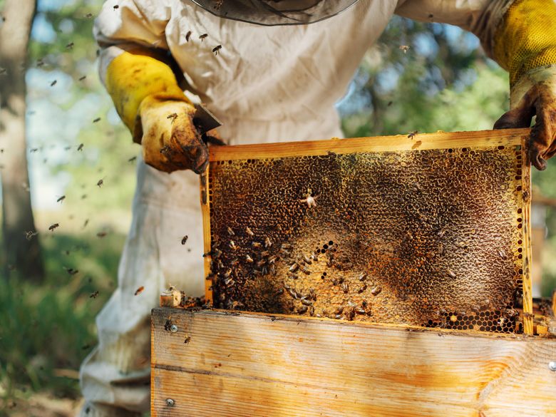 Bei der Imkerin und ihrem Bienenvolk