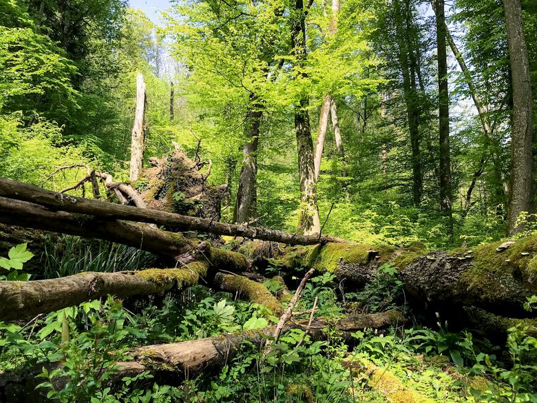 Wie abgestorbene Bäume neues Leben ermöglichen Wie abgestorbene Bäume neues Leben ermöglichen