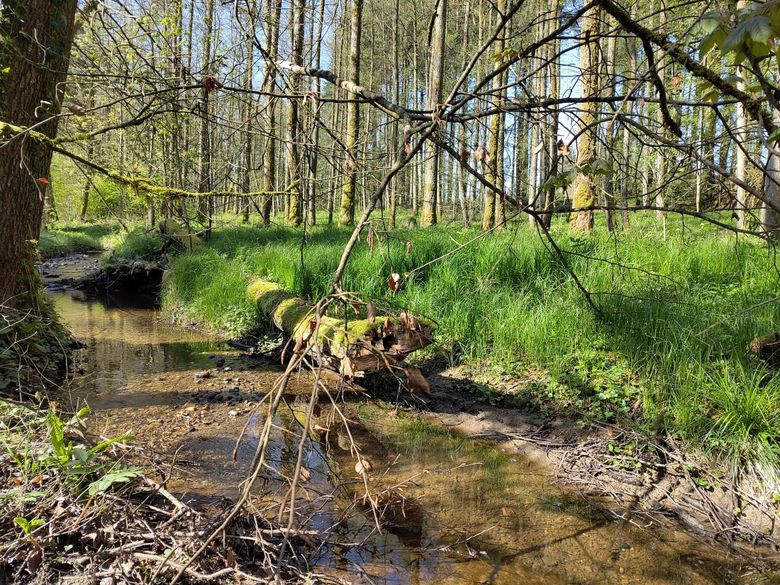 Gewässerperle PLUS – Naturwunder Roggenhausenbach Gewässerperle PLUS – Naturwunder Roggenhausenbach