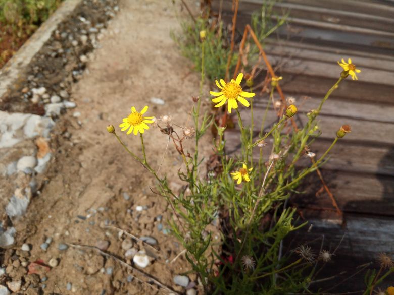 Invasive Neophyten bekämpfen: Grundlagenkurs Invasive Neophyten bekämpfen: Grundlagenkurs