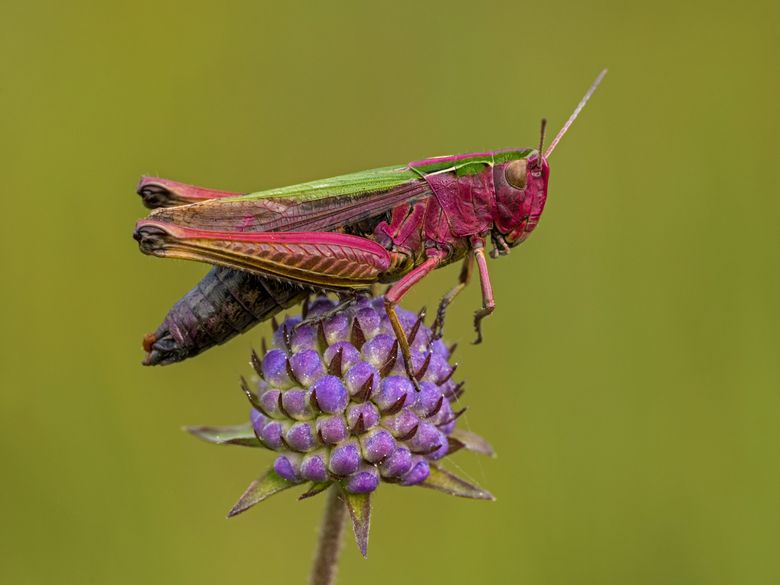 Heuschrecken Repetitions- und Vertiefungskurs Heuschrecken Repetitions- und Vertiefungskurs