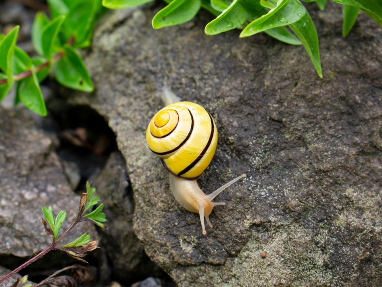 Tier um vier im Naturama-Garten: Schnecken