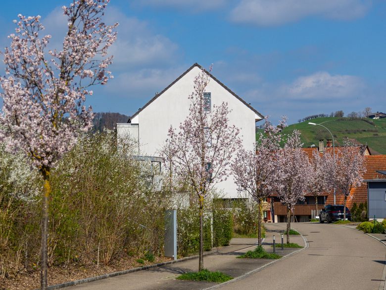 Dank Baumkonzept nachhaltig planen und erhalten Dank Baumkonzept nachhaltig planen und erhalten