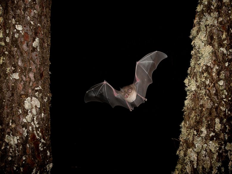 Bat Night 2025: Fledermaus-Exkursion für Familien