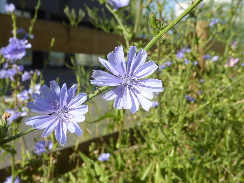 Naturförderung in der Gemeinde Naturförderung in der Gemeinde