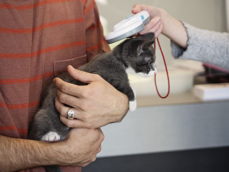 Streitpunkt Katze: Chip-Pflicht und Verantwortung Streitpunkt Katze: Chip-Pflicht und Verantwortung