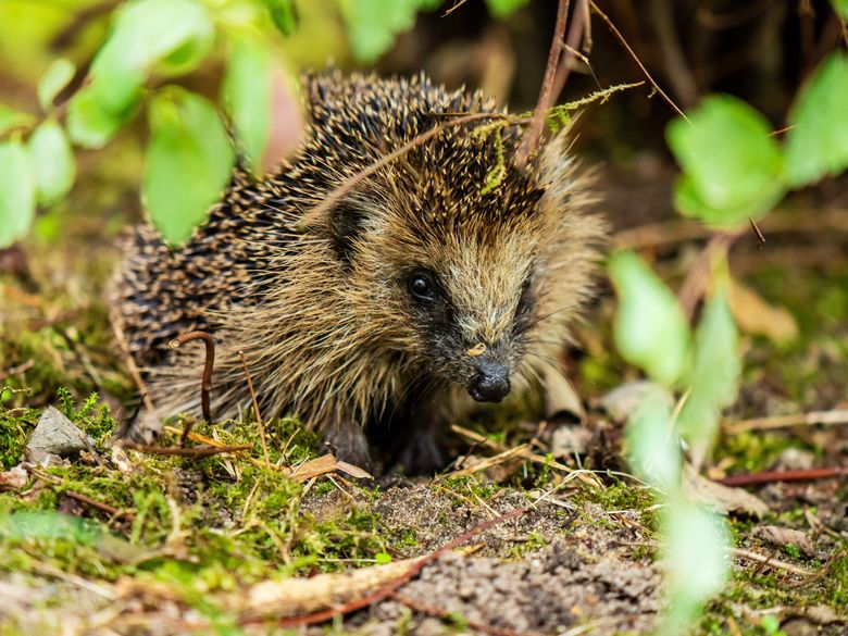 Familiensommer: Auf den Spuren des Igels Familiensommer: Auf den Spuren des Igels
