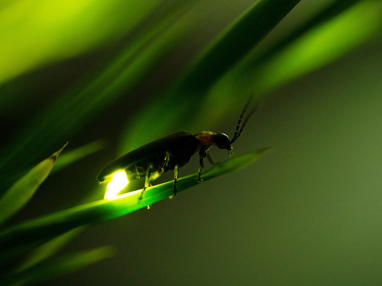 Familiensommer: Glühwürmchen-Nachtzauber Familiensommer: Glühwürmchen-Nachtzauber
