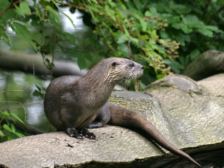 Tier um vier im Naturama-Garten: Fischotter